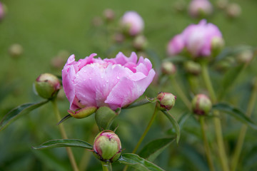Romantic pink peonies in spring garden sunny day