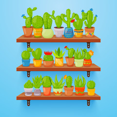Cactuses and succulents in flower pots on shelves. Home cactus plants with prickles and flowers. Exotic tropical collection of various succulents