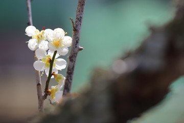 梅の花