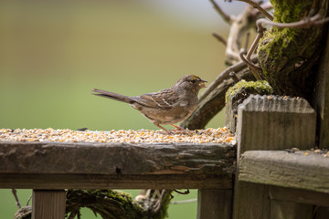 Sparrow Eating Birdseed