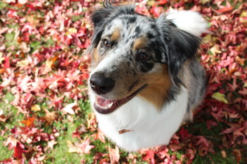 Berger australien (Australian Shepherd)