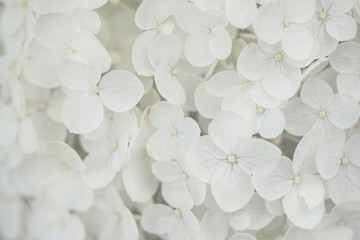 closeup, macro of a flower, white hortensia, hydrangea. tender, bright and light