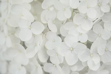 Fototapeten Nahaufnahme, Makro einer Blume, weiße Hortensie, Hortensie. zart, hell und leicht © Sonja