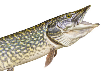 Naklejka premium Pike fish isolated on white background. Head of trophy with open jaw with teeth