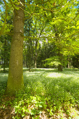 In the spring forest