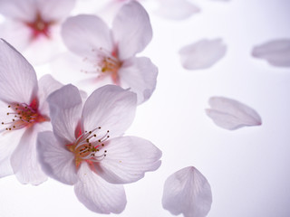 Fototapeta na wymiar 美しい桜の花びら