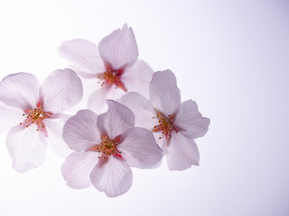 Naklejka na ściany i meble 美しい桜の花びら