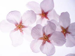 Fototapeta premium 美しい桜の花びら