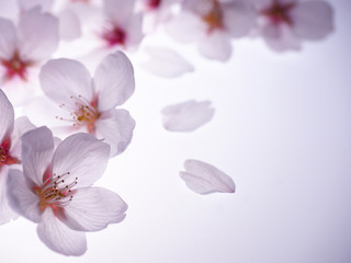 Obraz na płótnie Canvas 美しい桜の花びら