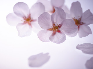 Naklejka na ściany i meble 美しい桜の花びら