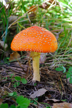 Mushroom amanita in the forest