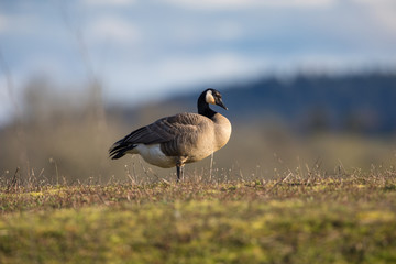 Canada Goose Sitting in the Sun