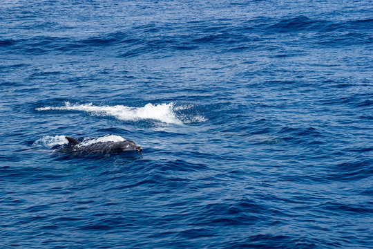 Dolphin swimming in open ocean waters near Ventura coast, Southern California