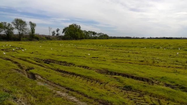Gar&ccedil;a boieira no campo &agrave; procura de comida