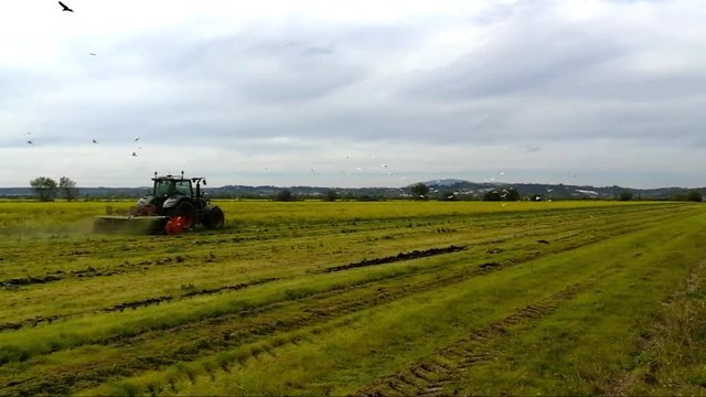 Gar&ccedil;a boieira no campo &agrave; procura de comida