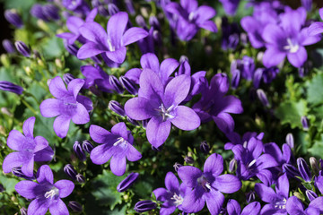 Bellflowers Bavaria Blue