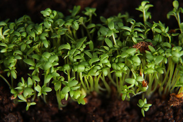 Young green seedlings growing in soil