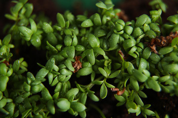 Young green seedlings growing in soil the view from the top
