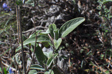 Common Sage (Salvia officinalis) aromatic herb and spice. Salvia plant on mountain in early spring