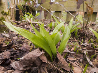 Obraz premium Die ersten Blätter vom Bärlauch wachsen in meinem Garten unter der Hecke