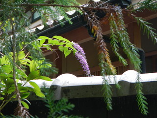 法然院　京都　寺　Kyoto temple