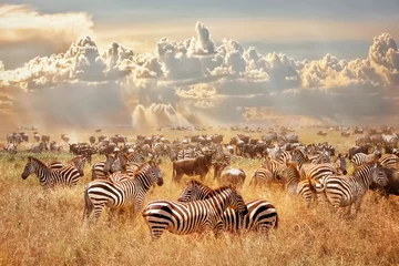 Poster Afrikaanse wilde zebra& 39 s en gnoes in de Afrikaanse savanne tegen een achtergrond van stapelwolken en de ondergaande zon. Wilde natuur van Tanzania. Artistiek natuurlijk beeld. © delbars