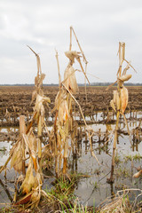 Lost crop: Maize plants left on a muddy field with puddles