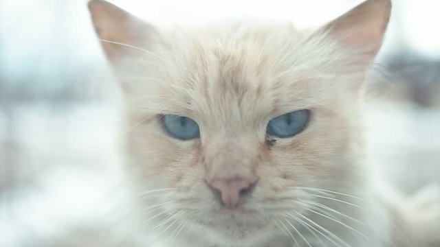 White stray cat with blue eyes, shot through window. Shallo depth of field