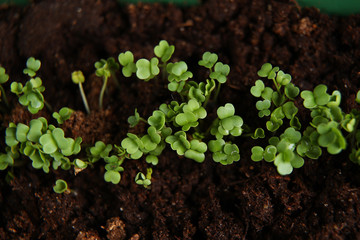 Young green seedlings growing in soil the view from the top