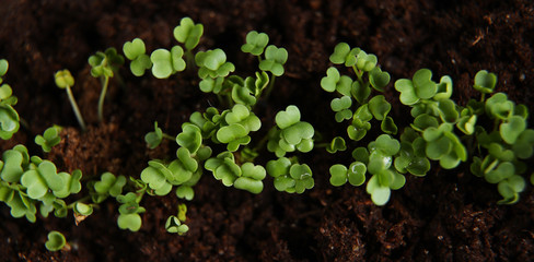 Young green seedlings growing in soil the view from the top