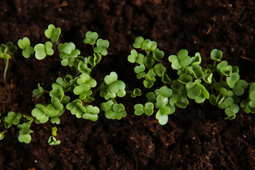 Young green seedlings growing in soil the view from the top