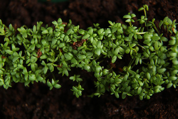 Young green seedlings growing in soil the view from the top