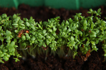 Young green seedlings growing in soil