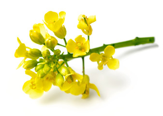 fresh canola flowers isolated on white