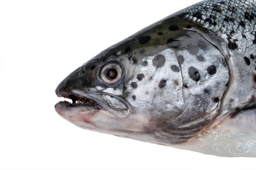 Head of salmon photographed close-up. Isolated on white background.