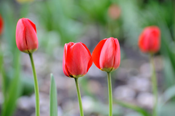 Tulip Flower in Garden.