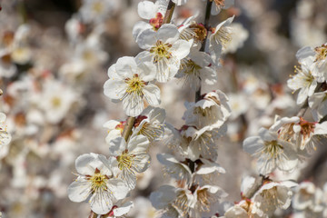 White plum blossoms in Yokoshibahikari-machi, Chiba, Japan