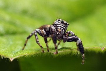 Jumping spiders have eight eyes.