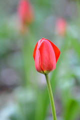 Tulip Flower in Garden.