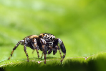 Jumping spiders have eight eyes.