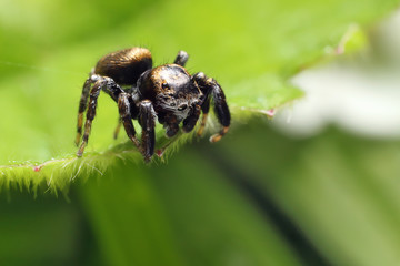 Jumping spiders have eight eyes.