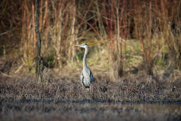 Grey Stork Wading in Wetlands