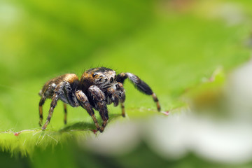 Jumping spiders have eight eyes.