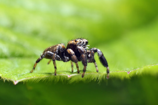 Jumping spiders have eight eyes.
