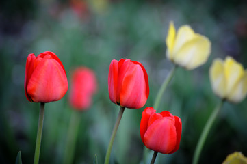Tulip Flower in Garden.