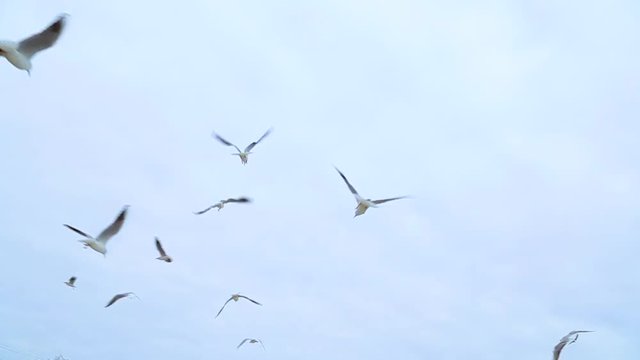 People feeding many hungry beautiful seagulls flying in cloudy sky. Slow motion hd video footage.