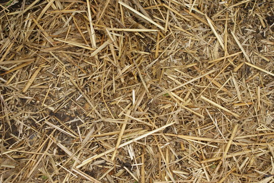 texture paille