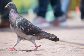 歩くハト