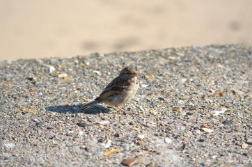 moineau