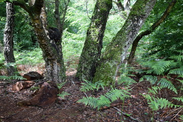 Urwald an der Sababurg